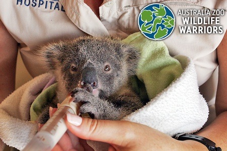 捐款 $5, $10, $20 or $500 给Australia Zoo 来照顾园里受伤或是被抛弃的小动物 – 考拉、袋鼠、海龟等等