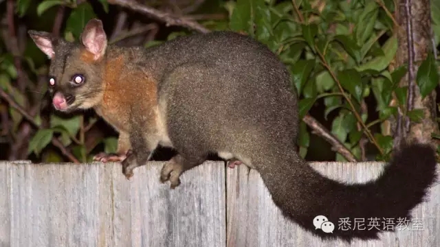 负鼠(possum),在澳洲非常常见的一种原始小有袋动物,能用尾巴紧紧地